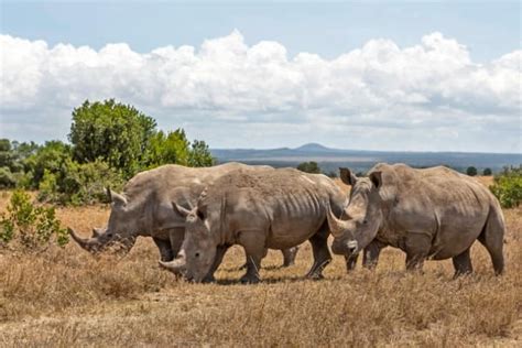 Kenya Safari Rhinos: Facts about Rhinos in Kenya's National Park & Reserves