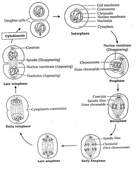 The Purpose Of Mitosis at Karen Chase blog