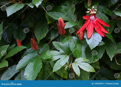 Red Passion Flower with Leaves after Rain. Stock Image - Image of leaf ...