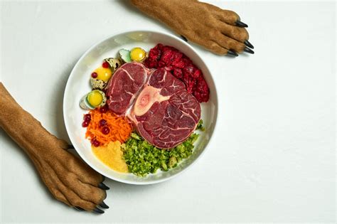 The Best Nutritional Food Options For Your Pet This Monsoon