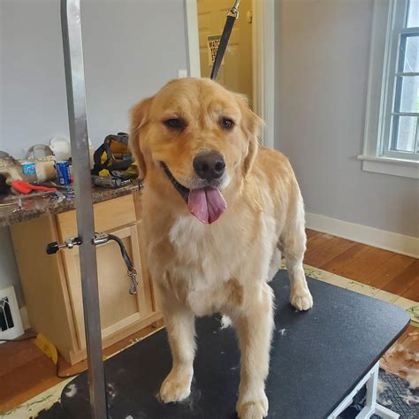 Dog Grooming Gallery Indiana | Smoochie Pooch Gallery