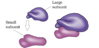 Mitochondria, Plastid, Ribosome and Cytoskeleton - Biology Class 11 ...