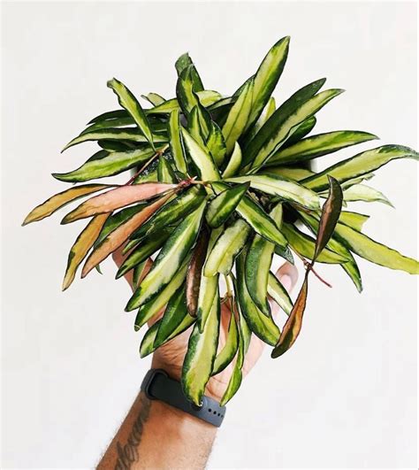 33 most popular hoya varieties to grow in home garden – Artofit