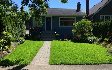 Microclover Lawn 的图像结果