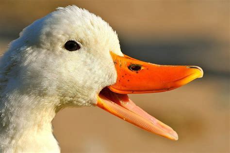 paruh bebek yang berbentuk lebar berfungsi untuk