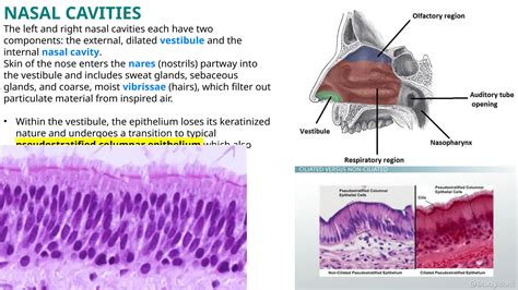 Respiratory- histology. pptx | PPTX
