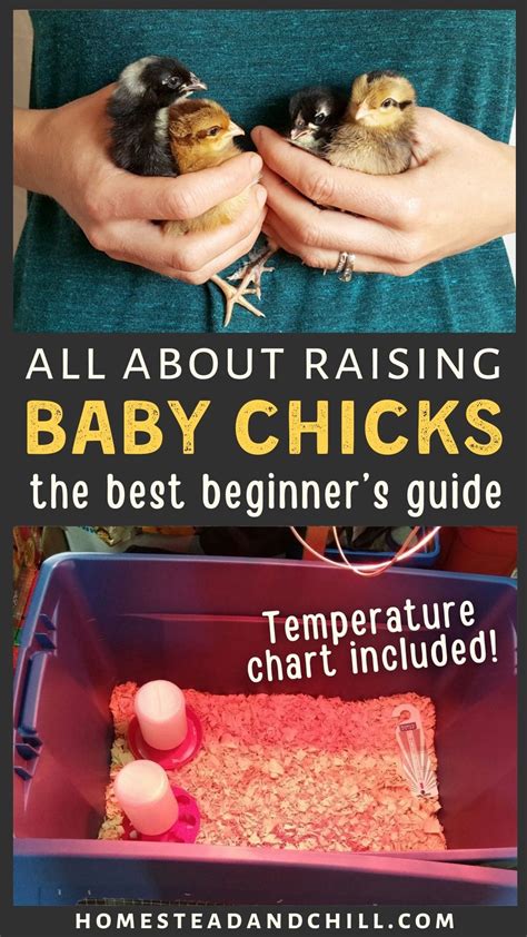 How To Look After Chicks: A Beginner’s Guide To Raising A Flock