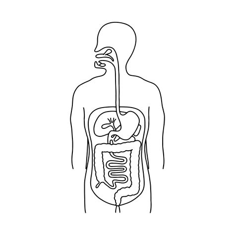 Image result for Digestive System Template