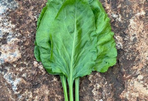 Indian Greens Growing Guide – Yarroway Farm