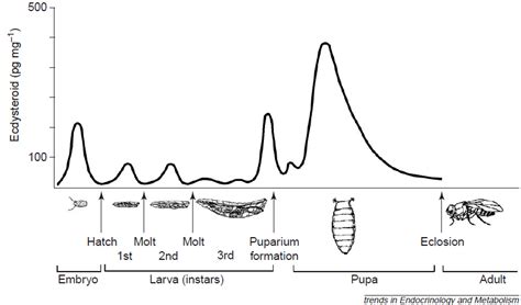 Vývojová biologie (zápisky z přednášky na PřF UK) - OrgPad