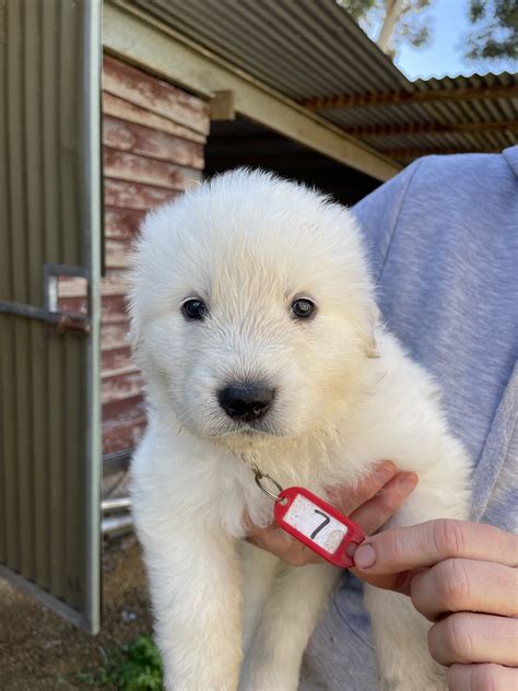 Maremma Sheepdog - Tailem Bend - PetsForHomes