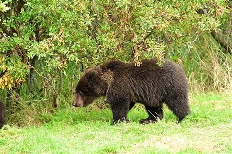 When Is Fat Bear Week? Everything to About 2025's Fat Bear Bracket and ...