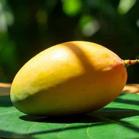 Calcium in Mango: Unveiling Nutritional Facts | AlphonsoMango.in
