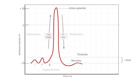 Image result for Myogram