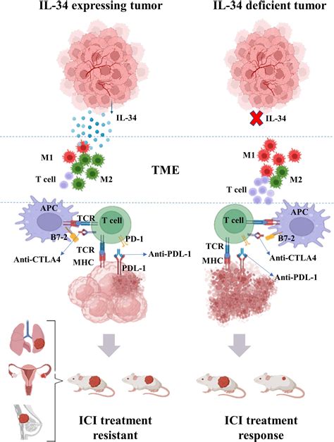 Frontiers | Interleukin-34 and immune checkpoint inhibitors: Unified ...