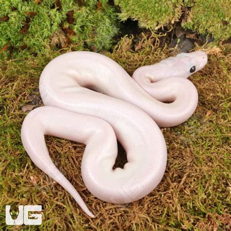 Image result for White Wedding Ball Python