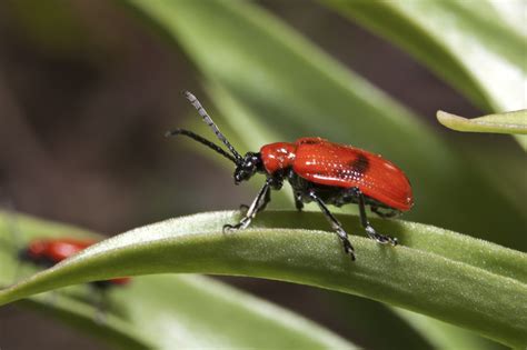 Red Bugs In Garden