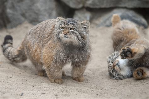 cat zoo