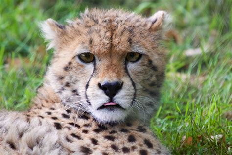 Free Images : nature, grass, animal, cute, wildlife, young, natural, africa, feline, predator ...