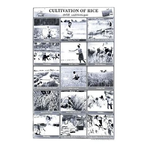 Cultivation of Rice School Project Chart Stickers