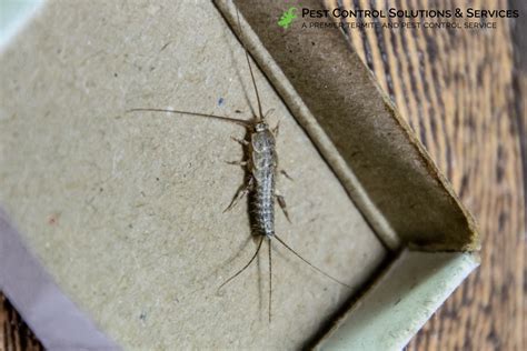 What Do Silverfish Eggs Look Like?