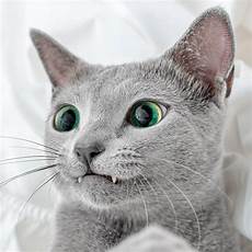 blue cats mesmerizing photos of russian blue cats with green blue cats mesmerizing photos of russian blue cats with green