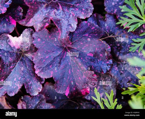 Coral bells, alumroot - Heuchera 'Midnight Rose' Stock Photo - Alamy