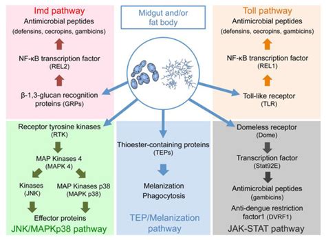Pathogens | Special Issue : Mosquito–Microbiota Interactions: Ecology ...