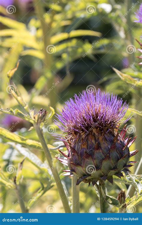 Cardoon Plant Cynara Cardunculus. Artichoke Thistle Selective Stock Photo - Image of wild ...