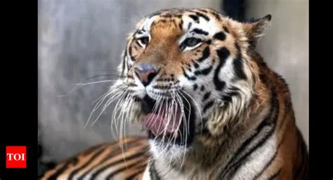 Zoo may get male Bengal tiger from Rewa to keep genetic pool diverse ...