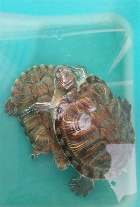 This my turtlefive line on my pet turtle for class 2 - Brainly.in