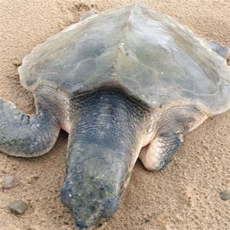 Rezultat imagine pentru Turtle without Shell