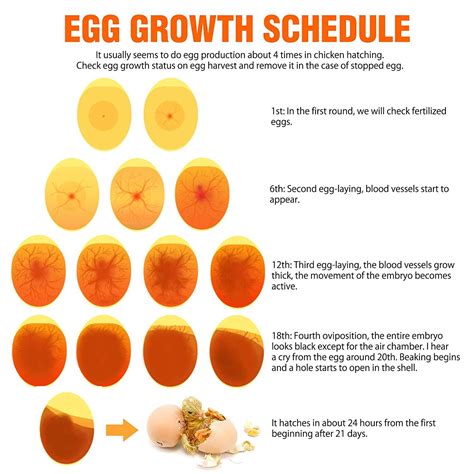 How Do You Know Your Chicken Eggs Are Fertile at Rory Barbour blog