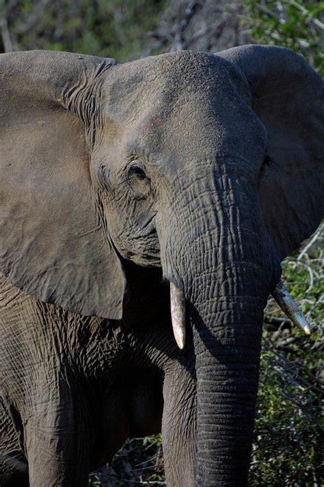 Image result for Elephant Insurance