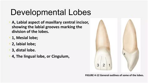 Morphology of Permanent Maxillary Central Incisor- Dr. Saba Arshad.pptx
