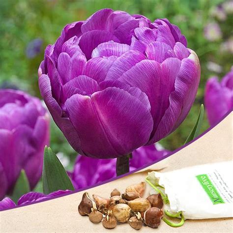Buy Tulip Flower Bulbs online from Nurserylive at lowest price.