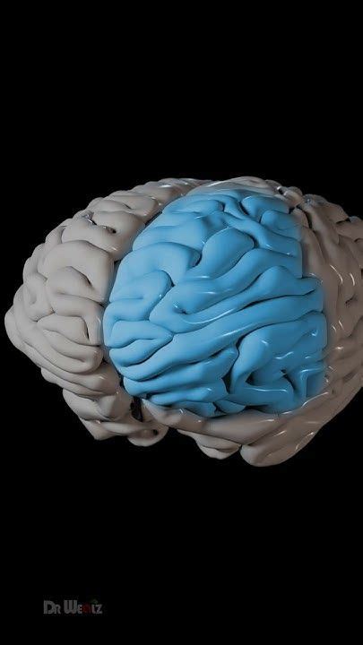 Human Brain Explained 的图像结果