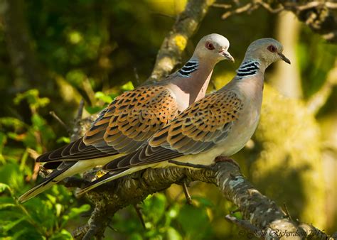 Details : European Turtle Dove - BirdGuides