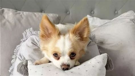 Image result for Exploding Chihuahua