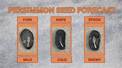 Persimmon seed forecast for the Ozarks
