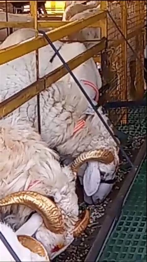 Online Bakra Buy & Sell