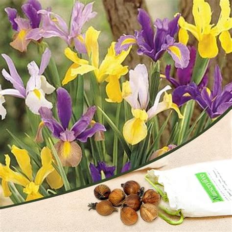 Buy Iris Xiphium, Dutch Iris (Mix Color) - Bulbs (set of 5) online from ...