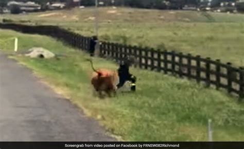 गाय को आया गुस्सा और लगा दी शख्स के पीछे दौड़, सींग मारकर उछाला और फिर ...