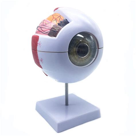 Buy 6X d Human Eyeball Anatomical Model, Accurate Eye Model Human Eye ...