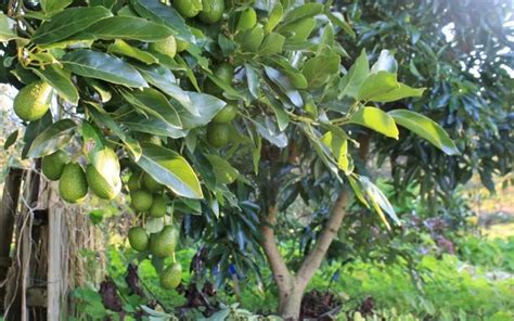 Image result for Avocado Tree Pruning