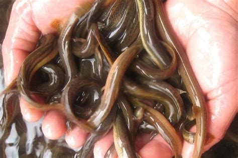 泥鳅是怎么繁殖的,养泥鳅需要什么条件 - 达达搜