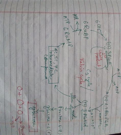 6(a) Describe how a molecule of carbon dioxide in the air becomes part ...