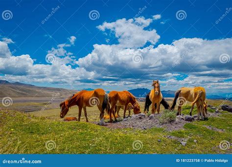 Wild Horses in the Cotopaxi National Park, in Ecuador Stock Photo ...