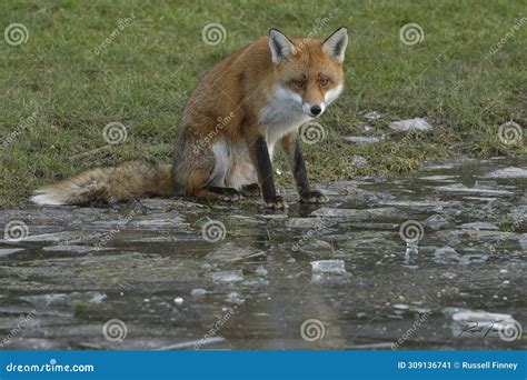 Red Fox Scientific Name: Vulpes Vulpes Stock Image - Image of animal ...