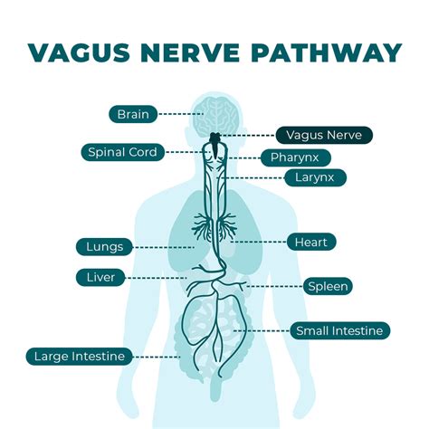 Vagus Nerve Brain